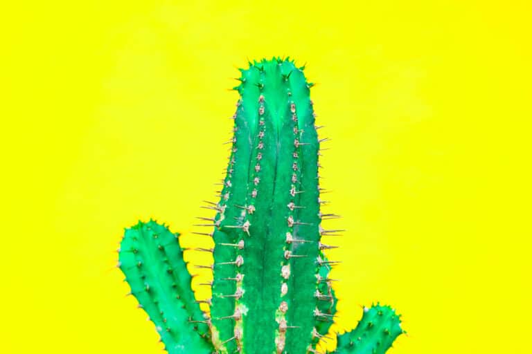 Cactus Yellow