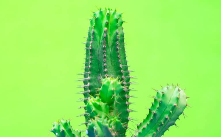 Cactus Green