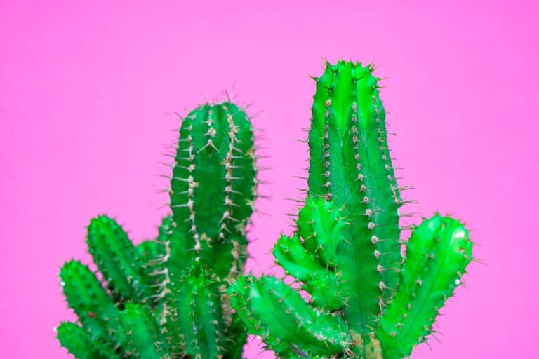 Cactus Purple